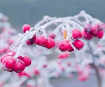Rote Beeren Im Winter