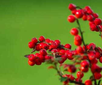 Red Berries On Green