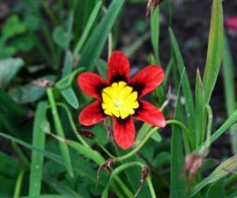Red Black And Yellow Flower