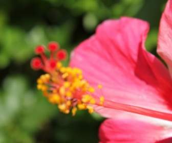 Red Blur Flower Background