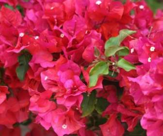 Flores Buganvílias Vermelhas