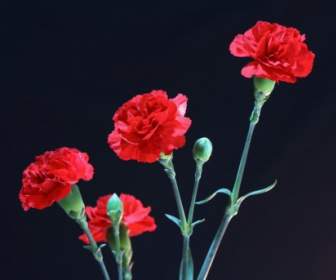 زهور القرنفل الحمراء عطرة