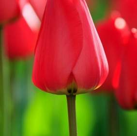 Red Closed Tulip