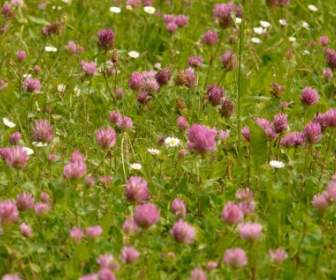 Red Clover Klee Pointed Flower