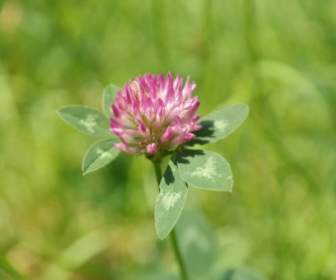 Red Clover Klee Pointed Flower