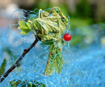 Red Currant Currant Bird Protection Net