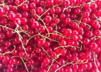 red currant fruit berry
