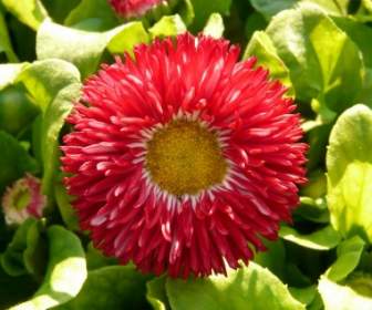 Red Daisy Daisy Flower