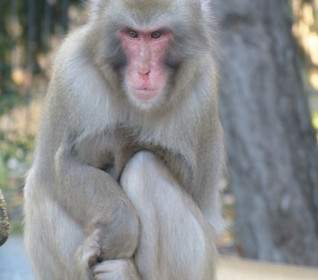 หน้าแดง Macaque ตัว Macaca Fuscata ลิง
