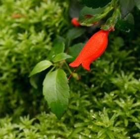 Flor Roja Sobre Fondo Verde