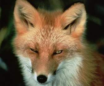 紅狐狸動物野生動物