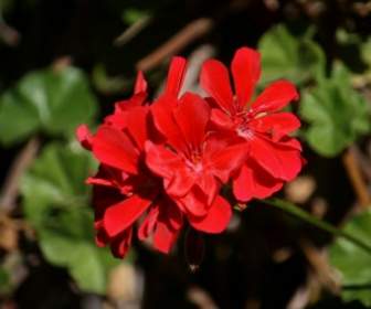 Fleur De Géranium Rouge