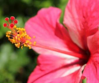 赤 Gumamela 花