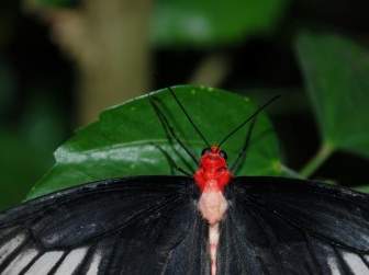 赤い頭の蝶