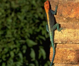 Red Headed Rock Agama Wallpaper Other Animals