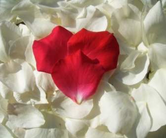 กลีบดอกไม้หัวใจสีแดง