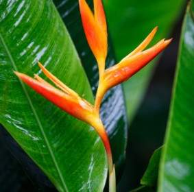 Heliconia Rouge