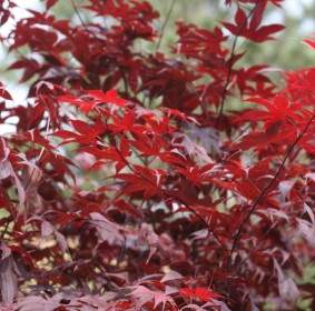 Merah Maple Jepang