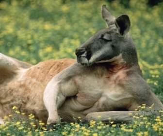 Canguro Rosso Sfondi Mondo Australia