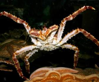 Crabe De Mer Océan