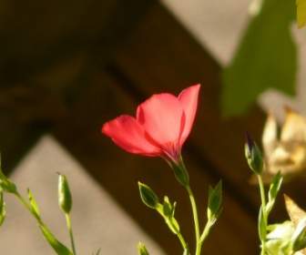Rote Leine Blume Rot