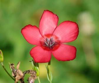 빨간 Lein 꽃 레드