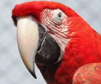 Macaw Merah