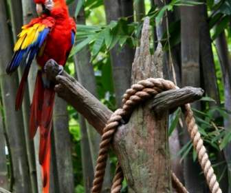 Merah Macaw Betet Burung Tropis