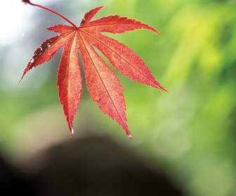 Red Maple Leaves Stock Photo