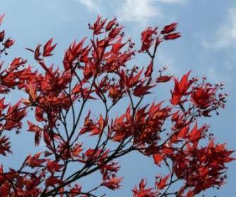 Red Maple Maple De Fã De Planta Ornamental