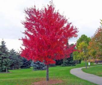 árbol De Arce Rojo