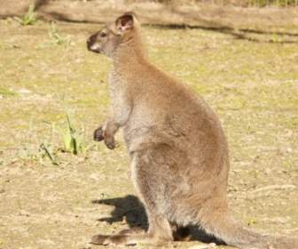 Red Necked Wallaby Känguru Macropus Rufogriseus