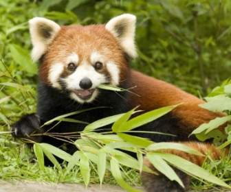 Petit Panda Manger Le Papier Peint En Bambou Porte Animaux