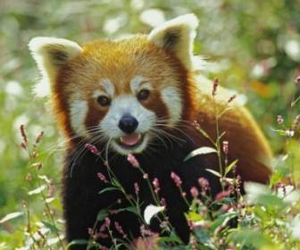 Fondo De Pantalla De Panda Rojo Lleva Animales