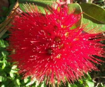 Màu đỏ Pohutukawa Hoa New Zealand