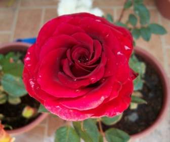 Rosa Rossa