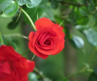 Mawar Merah