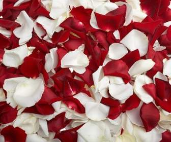 紅玫瑰和白玫瑰花瓣股票照片