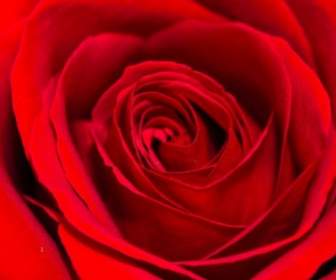 Красная Роза фон
