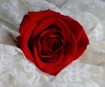 Red Rose Flower Blossom Petals