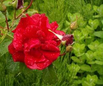 Rosa Rossa Sotto La Pioggia