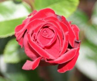 Romantyczne Czerwony Róża Miłości