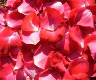 Rote Rosenblüten