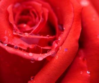 Red Rose Wallpaper Flowers Nature