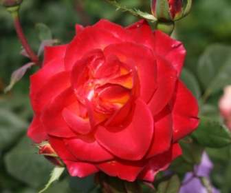 Rosa Rossa Con Un Cuore Giallo