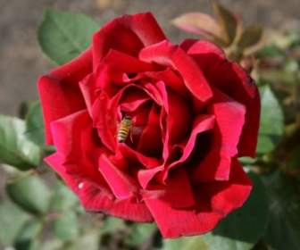 紅玫瑰與蜜蜂
