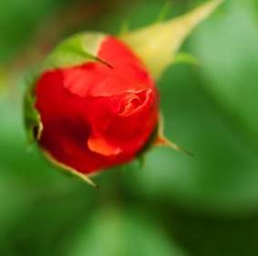 Красный бутон розы