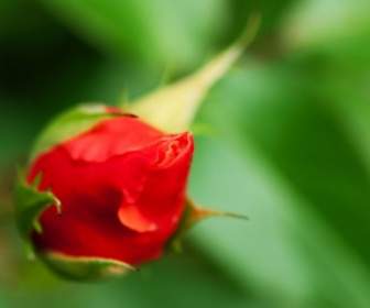 Rosebud Màu đỏ Trên Lá Màu Xanh