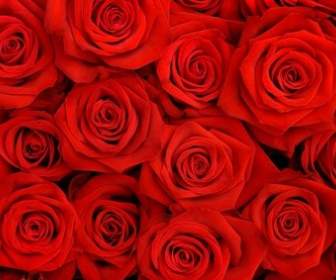 красные розы фоновый рисунок