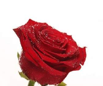 Mawar Merah Gambar Closeup
